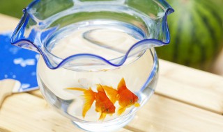 玻璃鱼缸制作方法 玻璃鱼缸制作的方法