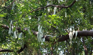 天然洗发水制作方法 天然洗发水做法