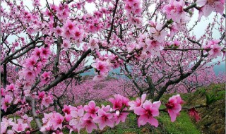 关于桃花的唯美句子 关于桃花的唯美句子简单介绍