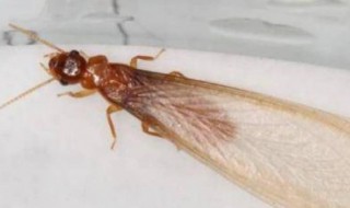 飞蚁是什么 飞蚁是什么蚁