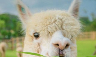 羊绒棉是一种什么材料 羊绒棉的材料介绍