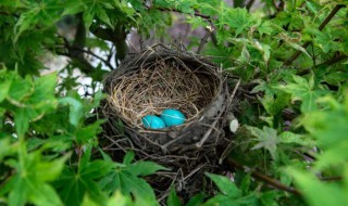 鸟窝还可能是什么形状 鸟窝形状介绍