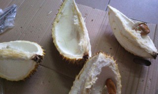 榴莲壳长白毛什么原因 榴莲壳长白毛什么的原因