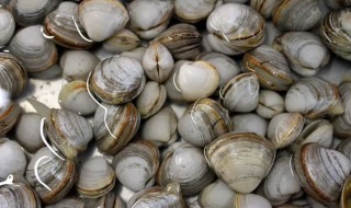 白蚬子怎么吐沙子 如何让白蚬子快速吐沙