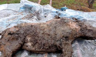 披毛犀是什么东西 披毛犀介绍