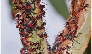 树上有蚂蚁怎么去除 树上有蚂蚁怎么去除的