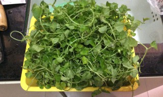 棉线头草学名叫什么 棉线头草介绍