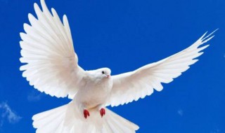 鸽子的声音怎么形容 形容鸽子声音的方法