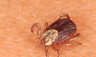 蜱虫生活在什么样的地方 蜱虫介绍