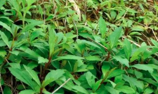 马头兰怎么吃 怎么做马头兰吃