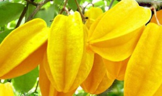 杨桃的味道是什么味 杨桃的味道介绍