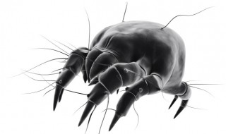 蜘蛛在房前结网的原因是什么 蜘蛛为什么会在房前结网