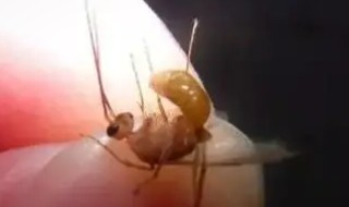 家里飞蚁怎么消灭 家里飞蚁如何消灭