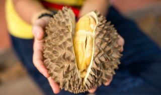 没开口的榴莲怎么看他熟没熟 如何判断榴莲是否成熟