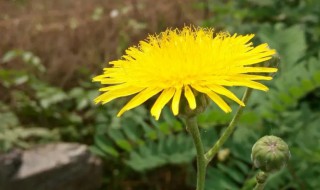 苦苣菜和蒲公英有什么区别 关于苦苣菜和蒲公英的区别