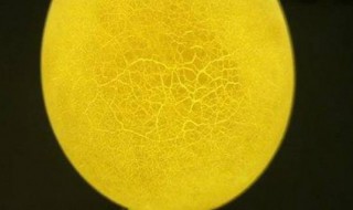 鸡蛋变成夜明珠的原理是什么 鸡蛋变成夜明珠的原理分析