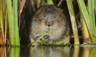 水老鼠学名叫什么 水老鼠介绍
