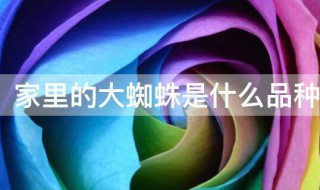 家里的大蜘蛛是什么品种 家里的大蜘蛛的品种介绍