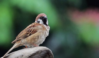 小麻雀吃什么 小麻雀介绍