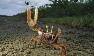 沙滩上打孔的什么蟹 在海边沙滩上打洞住的小螃蟹是什么