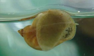 无壳蜗牛怎么消灭根除 怎么消灭根除无壳蜗牛