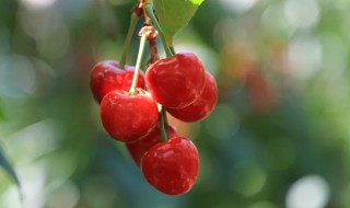 樱桃寓意象征着什么 樱桃的寓意