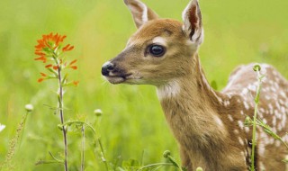 梅花鹿的牙齿构造有什么特点 梅花鹿的牙齿构造的特点