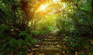 热带雨林有什么 热带雨林植物介绍