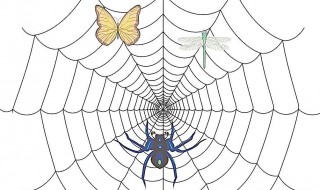 蜘蛛吃什么食物 蜘蛛吃哪种食物