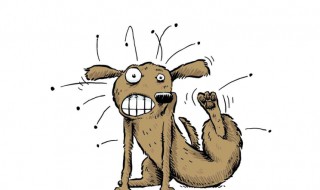 跳蚤卵长什么样 跳蚤卵样子