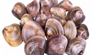 油蛤怎么保存 油蛤保存方法