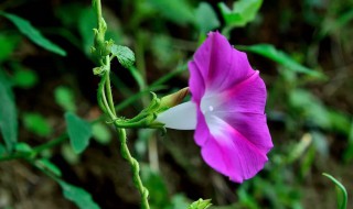 牵牛花寓意这什么意思 关于牵牛花的寓意是什么意思