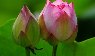 荷花寓意着什么意思 荷花寓意是什么