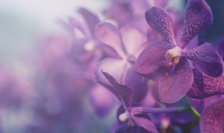 兰的意思和含义是什么 兰的意思和含义是啥