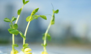 点拨是什么意思 点拨简单释义