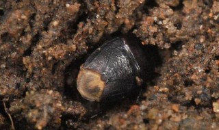 家里为什么会有土蝽 为什么家里会有土蝽