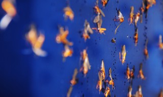 怎么消灭大水蚁 消灭大水蚁的小妙招