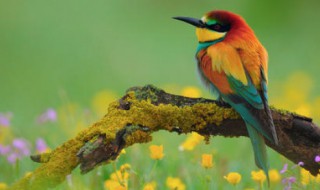 鸟语对什么 对联格式要求