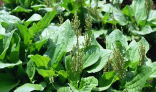 车前草的晒制方法 车前草的简介