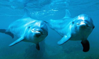 动物中智力仅次于人的动物是什么 动物中智力仅次于人的动物介绍