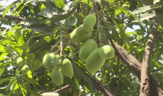芒果在树上摘下来要怎么弄 芒果在树上怎样摘下来
