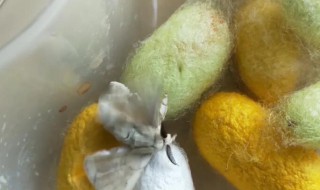 破茧而出的蚕蛾怎么养? 破茧而出的蚕蛾如何养