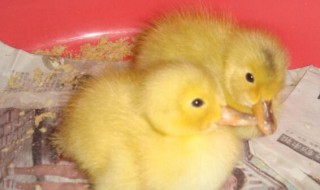 小鸭子怎么喂养? 小鸭子如何喂养