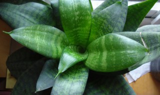 虎皮兰怎么养? 虎皮兰怎么养的方法