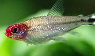 红鼻剪刀鱼的简介 红鼻剪刀鱼的介绍