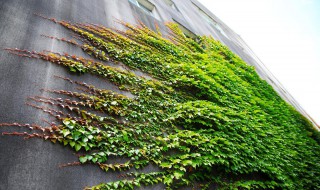 爬山虎对家居环境的作用 爬山虎对家居环境有什么作用