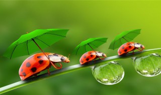 七星瓢虫的介绍 七星瓢虫简介