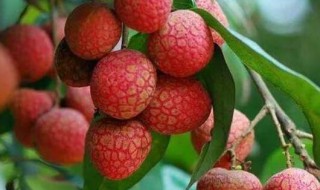 几月份吃荔枝 多少月份吃荔枝