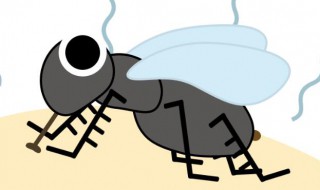 苍蝇多久可以被饿死 苍蝇多长时间可以被饿死