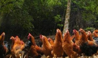 母鸡会变成公鸡吗 母鸡会不会变成公鸡